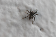 Pseudeuophrys lanigera