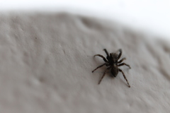 Pseudeuophrys lanigera