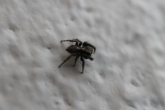 Pseudeuophrys lanigera