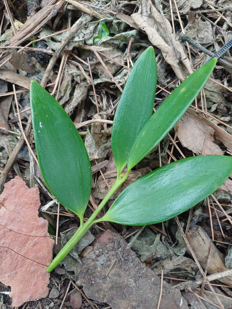 Agathis borneensis (Agathis borneensis)