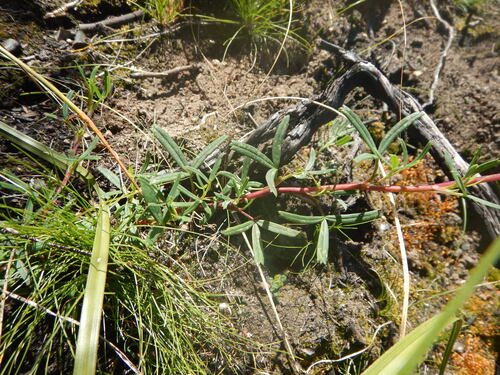 Cliffortia pedunculata, photograph 3