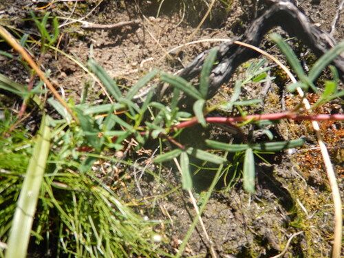 Cliffortia pedunculata, photograph 2
