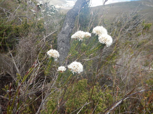 Redstalk Buchu (Agathosma bifida)