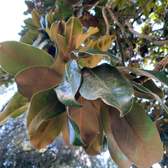 Magnolia grandiflora
