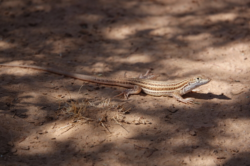 Bosc’s Fringe-toed lizard