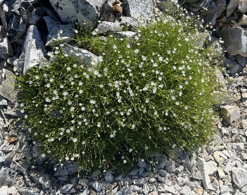 Stellaria nipponica iNat (2)