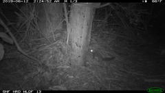 Glaucomys oregonensis