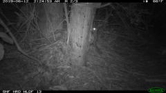 Glaucomys oregonensis