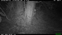 Glaucomys oregonensis