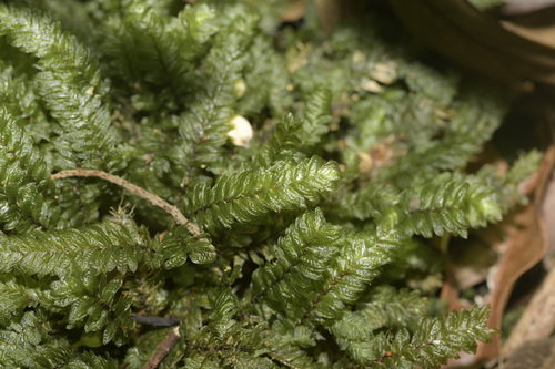 Mesochaete undulata observed 2025-10-26