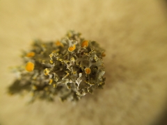 Teloschistes sieberianus