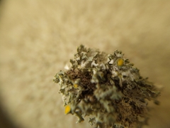 Teloschistes sieberianus