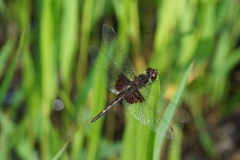 Celithemis ornata