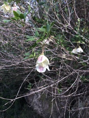 Clematis cirrhosa balearica