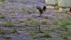 Pseudalsophis steindachneri