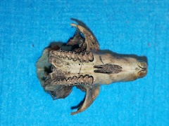 Microtus subterraneus