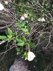 Clematis cirrhosa balearica