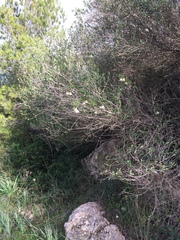 Clematis cirrhosa balearica
