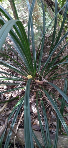 Pandanus decumbens observed 2025-10-25