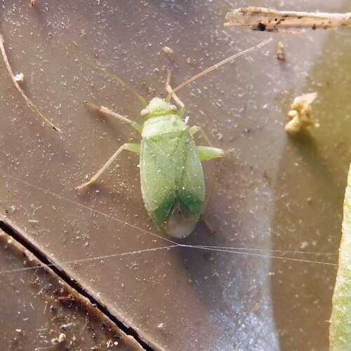 Orthotylus moncreaffi