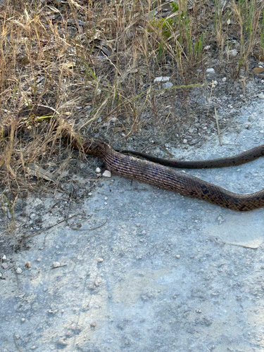 Mainland Dugite sighting