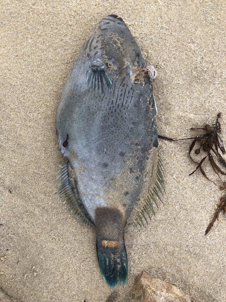 Spiny-tailed Leatherjacket
