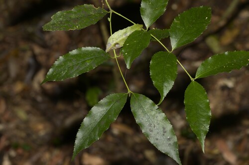 Daphnandra melasmena observed 2025-10-26