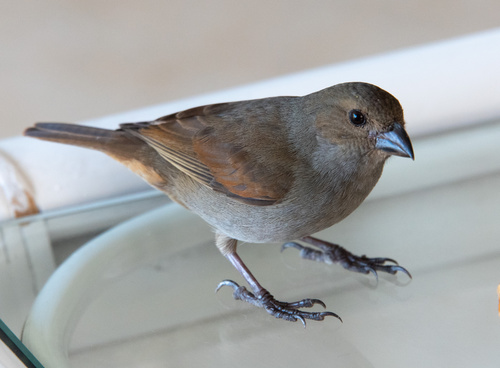Barbados Bullfinch (Loxigilla barbadensis), photo 7