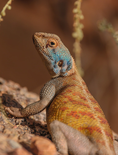 Bibron's Agama