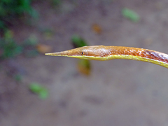Langaha madagascariensis