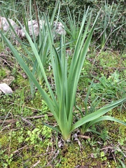 Asphodelus ramosus ramosus