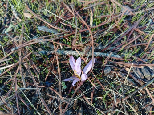 Colchicum filifolium