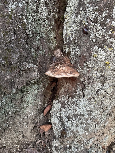 Ganoderma applanatum