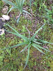 Asphodelus ramosus ramosus