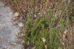 Thamnochortus fruticosus