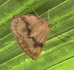 Theope publius publius