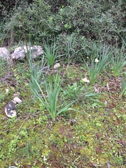 Asphodelus ramosus ramosus