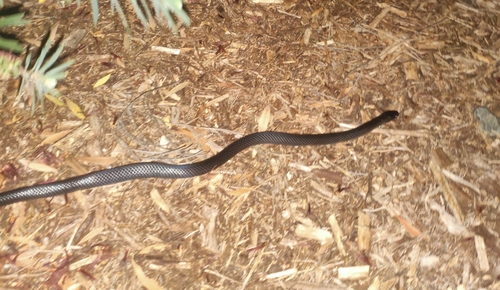 Eastern Small-eyed Snake sighting