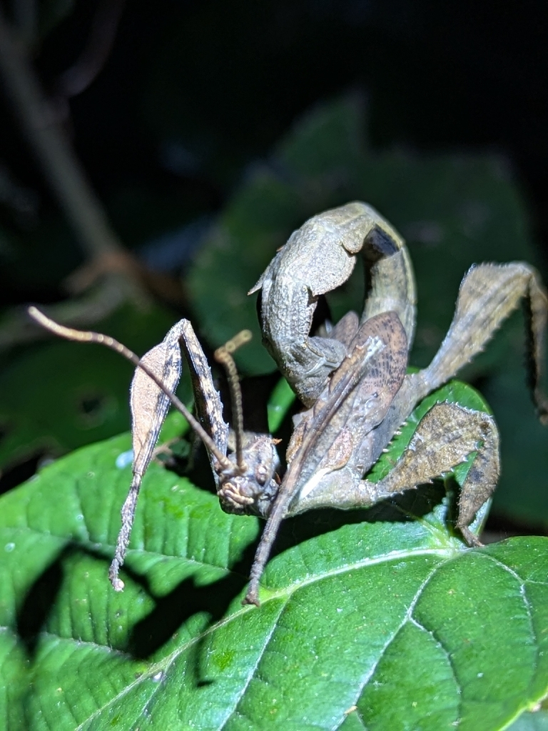Spiny Leaf insect from Main Creek NSW 2420, Australia on November 3 ...