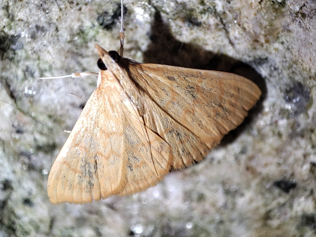 Ecpyrrhorrhoe longispinalis