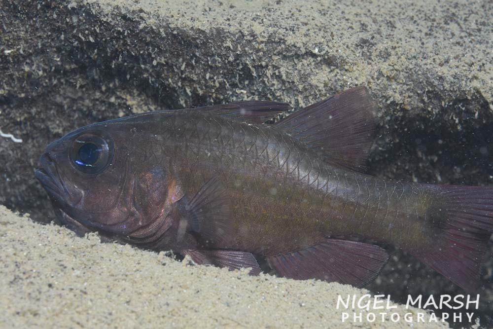 Palebar cardinalfish (Ostorhinchus pallidofasciatus) — Apogonidae