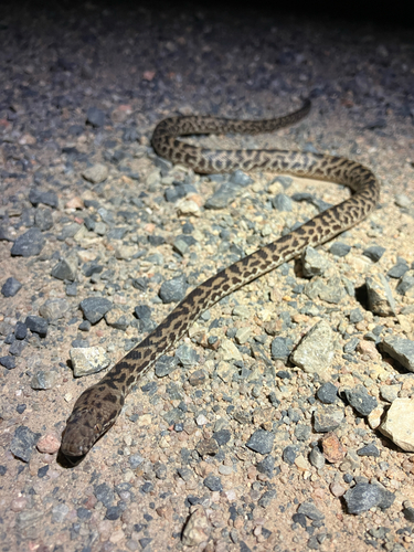 Spotted Python sighting