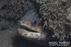 Gymnothorax pseudothyrsoideus