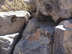 Liolaemus leopardinus