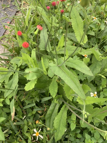 Red Tasselflower