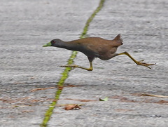 Plain Bush-Hen photo 4