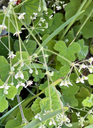 Pelargonium tomentosum, photograph 5