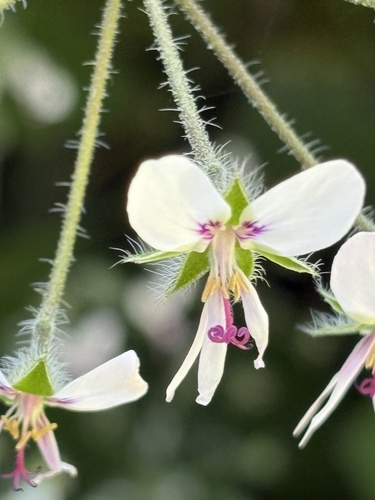 Pelargonium tomentosum, photograph 6