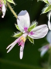 Pelargonium tomentosum, photograph (c) Christina, some rights reserved (CC BY)