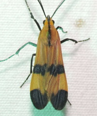 Correbidia